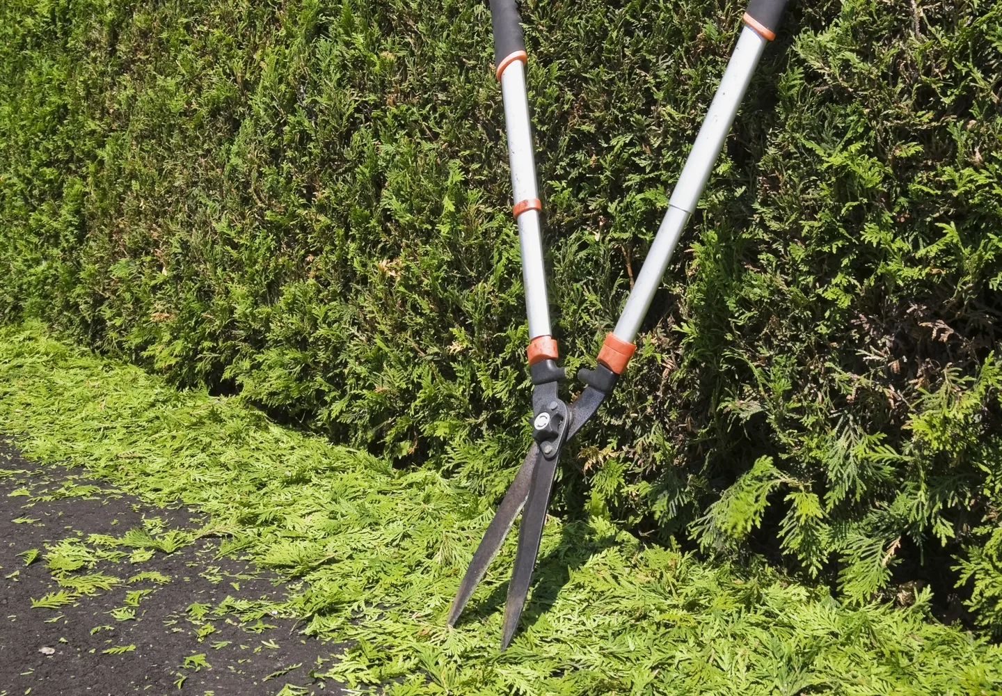 Hedge trimming shears beside a freshly shaped hedge